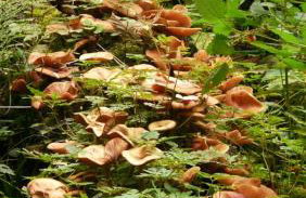 Siedlisko Szwałk - Foto 22