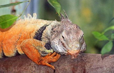 Cottage Living - Foto 51