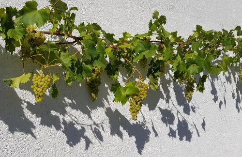 Apartment an der Mosel 1 - Foto 49