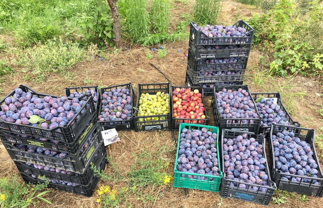 Agriturismo LaValleggia - Foto 33