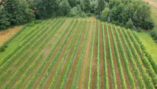 Agroturystyka ROGALA - Foto 3, Garden