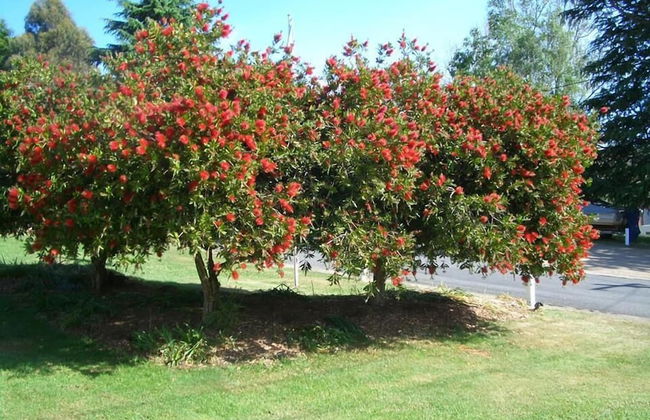 Rainbow Pines Tourist Caravan Park - Foto 27