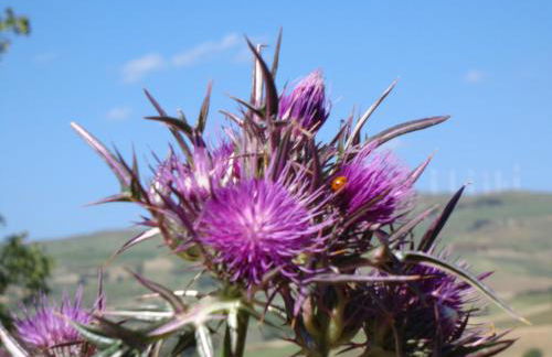 Agriturismo San Pietro - Foto 57