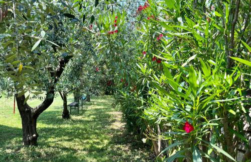 Corte Lavarini The Magic At Sight - Foto 48