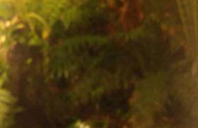 Refúgio Aconchegante em Canela Natureza & Conforto CAN131 - Foto 15