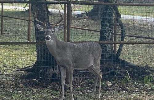 Bandera Bungalow - River, Downtown, Peaceful fenced corner lot! King bed! - Foto 40