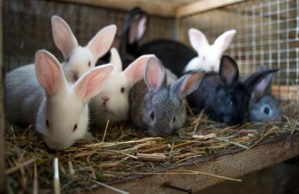 Agriturismo Plan de la Tour B&B - Photo 47