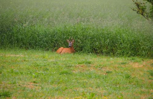 Gut-Rattelvitz-Parterre-A-hochwertig-Sauna-Kamin-eTankstelle-Spielscheune-15-000qm-Parkland - Foto 17