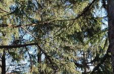 Country Corner Lago Maggiore - Foto 29