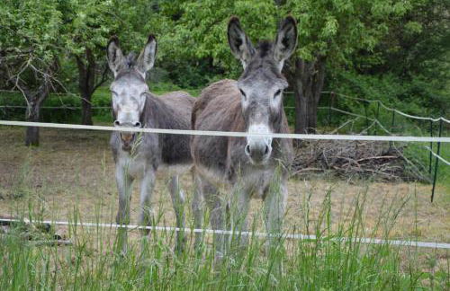 Le jardin sainte anne - Foto 19