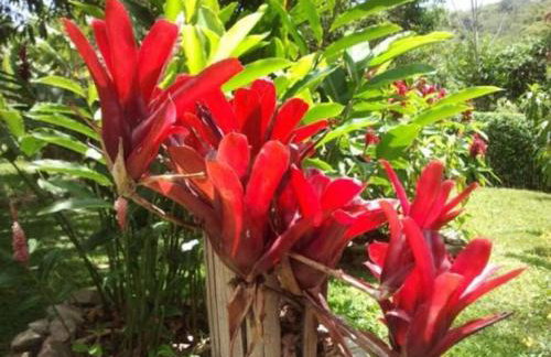 Sitio Alto da Montanha - você em paz com a natureza - Foto 56