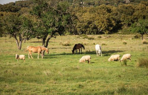 Tambor Del Llano - Foto 32