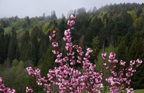 Haus Lichtblick - Foto 10