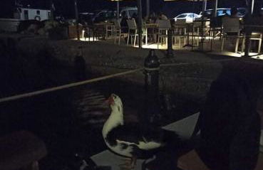 Kostas Volissos-residence - Foto 20