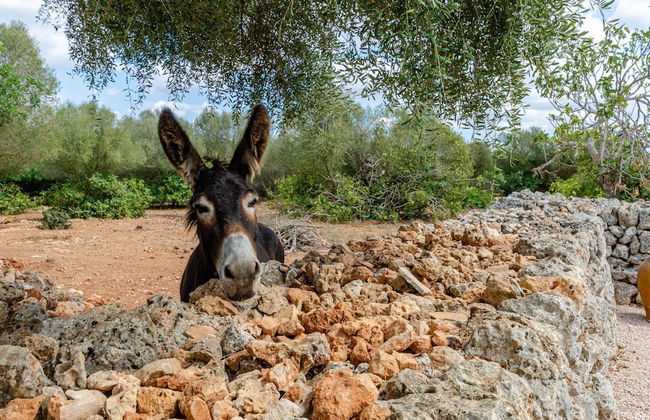 Cozy Farmhouse in Nature - Photo 25