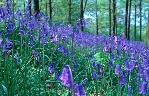 Pheasant Lodge Scottish Borders - Foto 48