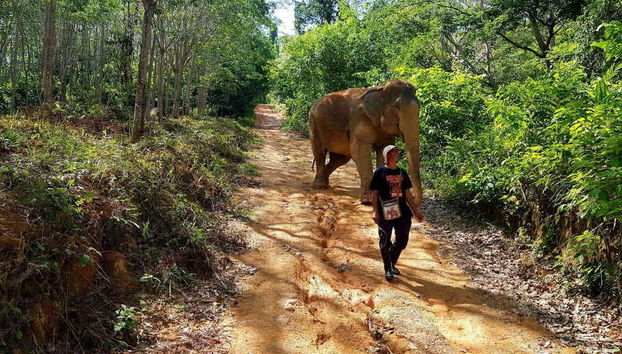 Walking with elephants