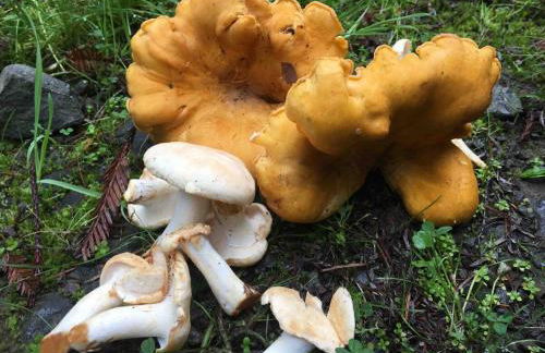 Beautiful Ocean View Cabin and Hot Tub! - Foto 42