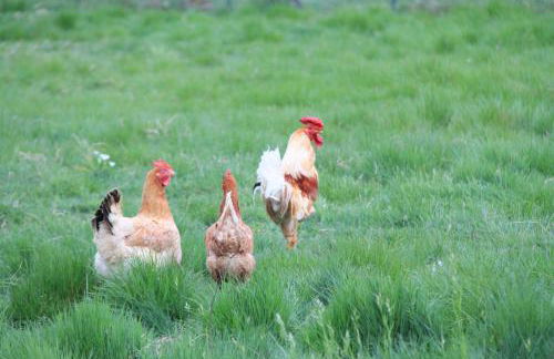 Le Giunchete - Foto 16