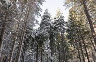 Lassen National Park Luxury Cabin with Hot Tub - Foto 12