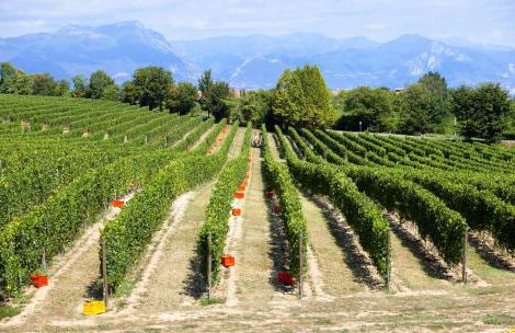 COBUE "Wine resort & Spa" - Foto 56