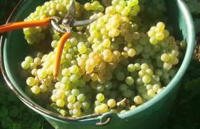 Gästehaus Steuer - Foto 18