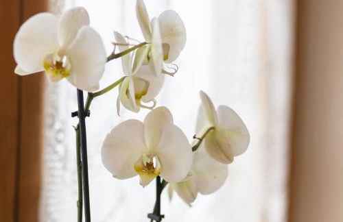 Pension Ferienwohnungen Frey - Foto 13