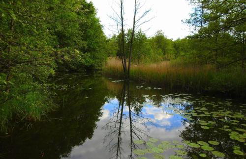 Haus Hilde Zarrentin am Schaalsee - Foto 14