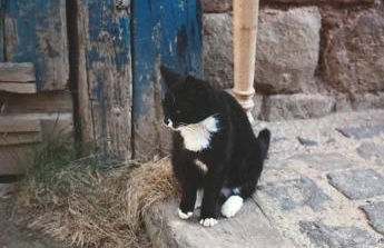 Cherrytree Cottage 1840 - Foto 53