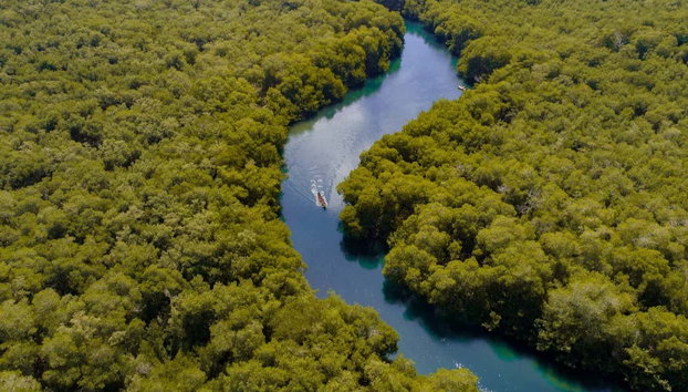 Paseo en barco por la ciénaga La Caimanera - Foto 2, Vista aérea de los manglares por los que navegaremos