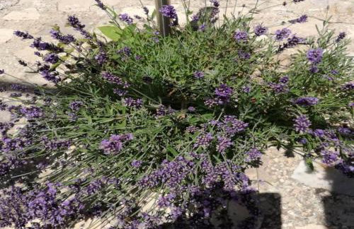 Holiday Home in Drni with Pool & Etnoland - Foto 40