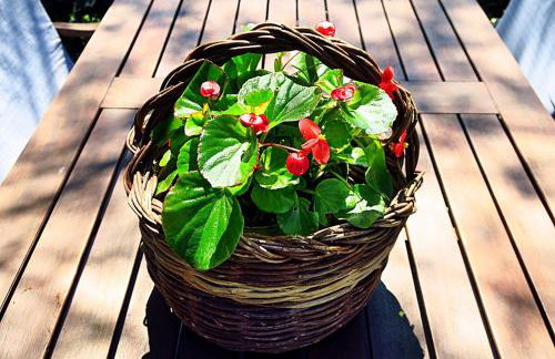 Apartments Vera - Foto 7