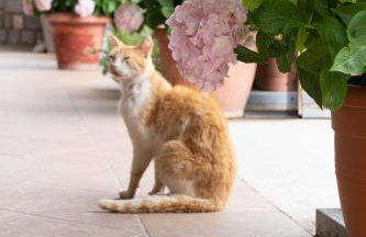 Dictamus Homes - Foto 30