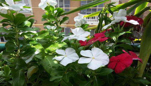 Diamond Apartment - Foto 2, Garden