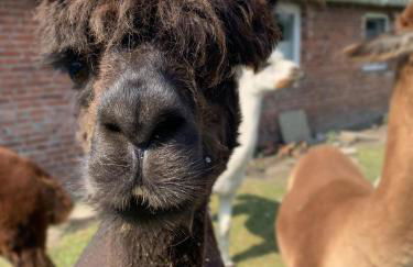 Kastanienhof - Foto 40