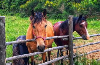 Azienda agricola Panorama - Foto 15