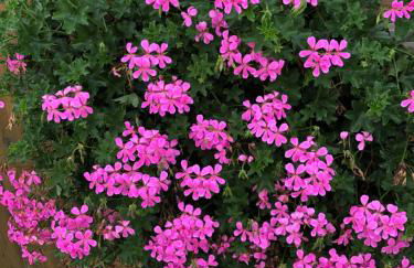 Landhaus Weber - Foto 45