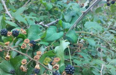 Casas Rurales Carpe Diem - Foto 37