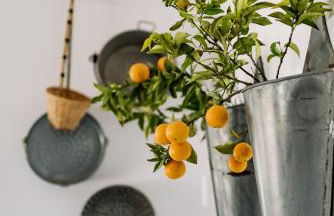 Conversas de Alpendre - Photo 156