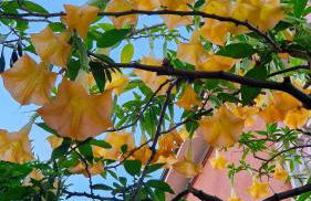 Varigotti Tropical Garden - full floor apartment - Photo 8