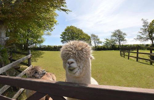 Fentrigan Manor Farm & Holiday Cottages - Foto 59