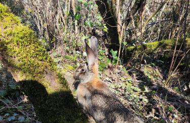 Au chant des oiseaux - rouge gorge - Foto 39