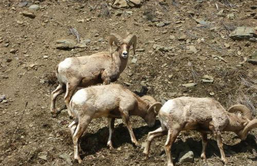 Cozy Immaculate Cabin - Peaceful Retreat! - Foto 28