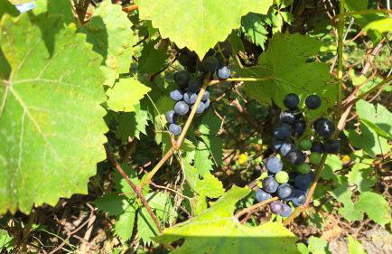 Apartament w ogrodzie - Foto 21