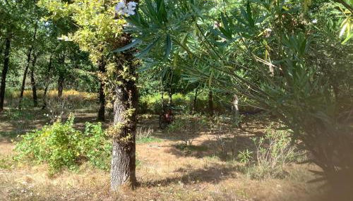 La Morandiere - Foto 3