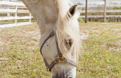 Tampa Bay Oasis - Foto 25