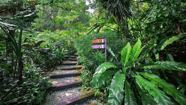 Sentiero immerso nel verde