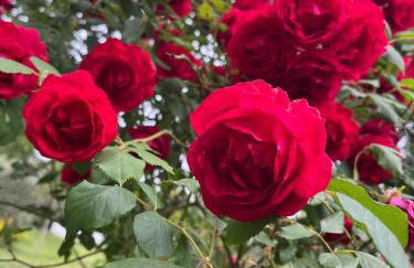 Gite Cosmos - Foto 9
