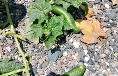 White lilies the house of gourmet flavours - Foto 57