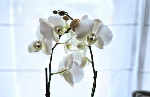 Mallard Suite with Parking Duckling Stays - Foto 14